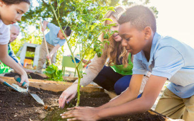 Entenda a importância da educação ambiental na educação infantil